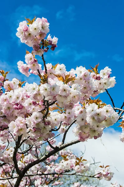 Bel arbre à fleurs — Photo