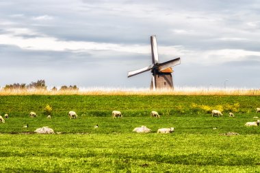 Geleneksel bir Hollandalı peyzaj