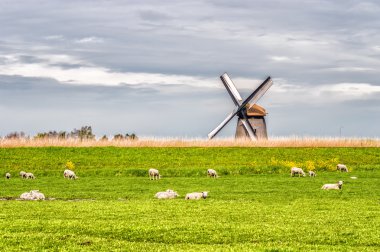 Geleneksel bir Hollandalı peyzaj