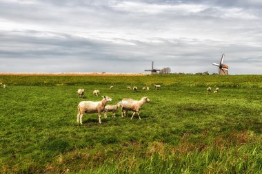 Geleneksel bir Hollandalı peyzaj