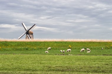 Geleneksel bir Hollandalı peyzaj