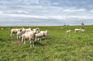 Koyun ve kuzu yeşil çayır üzerinde