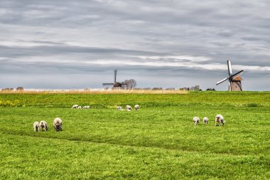 tipik Hollanda manzara