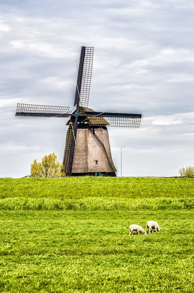 Geleneksel bir Hollandalı peyzaj
