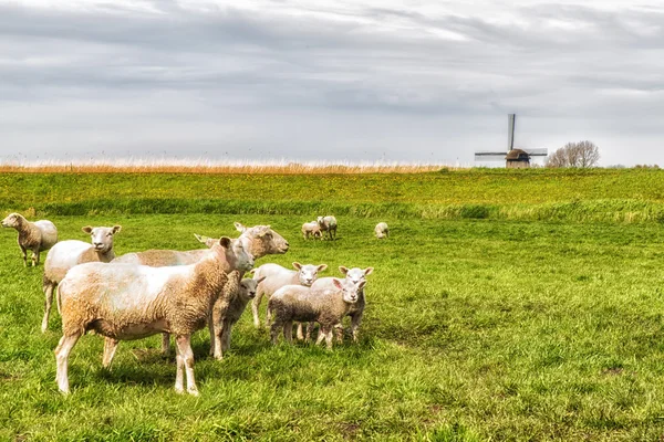 Ovelhas e cordeiro em um prado verde — Fotografia de Stock