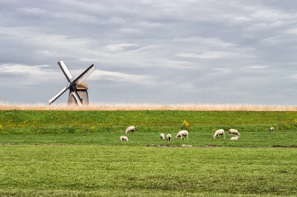 Uma paisagem tradicional holandesa — Fotografia de Stock