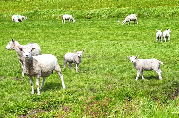 Ovelhas e cordeiro em um prado verde — Fotografia de Stock