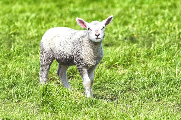 Lamb on a meadow — Stock Photo, Image