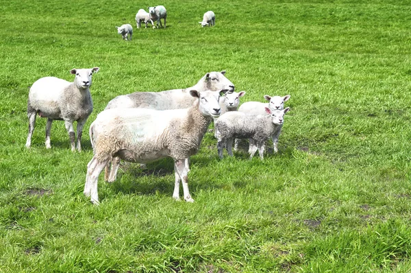 Koyun ve kuzu yeşil çayır üzerinde — Stok fotoğraf