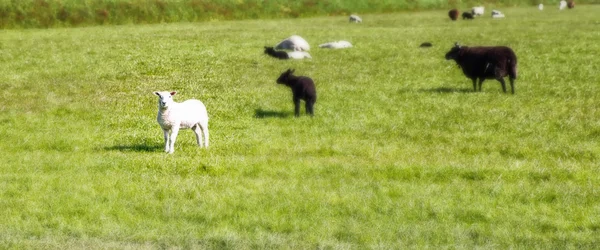 Ovinos com cordeiros — Fotografia de Stock