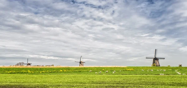 tipik Hollanda manzara