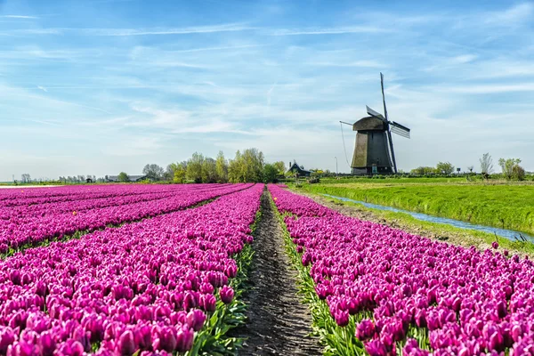 Tulipes et moulin à vent — Photo