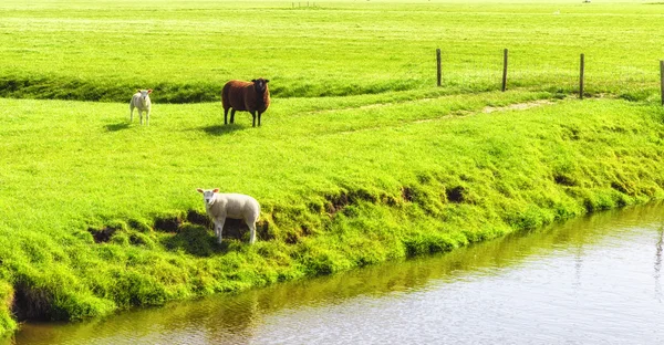 Schapen met lammeren — Stockfoto