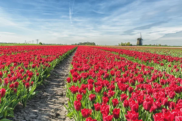 Kırmızı lale alan yel değirmeni ile