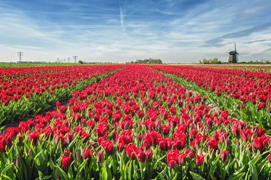 Kırmızı lale alan yel değirmeni ile