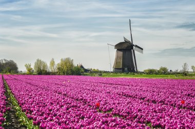 Typical Dutch Spring Landscape clipart