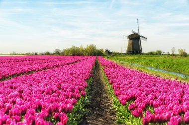 Lale ve yel değirmeni