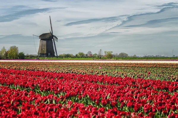 Typowy holenderski wiosnę krajobraz — Zdjęcie stockowe