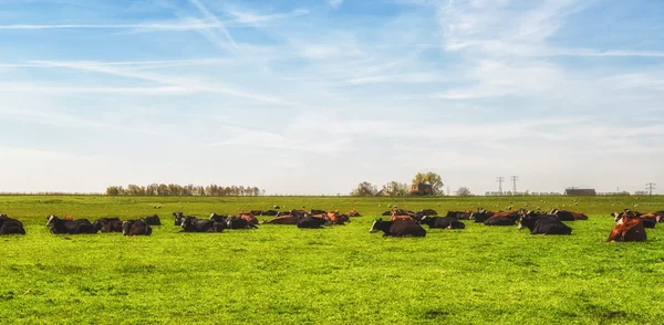 Vacas em um prado verde — Fotografia de Stock