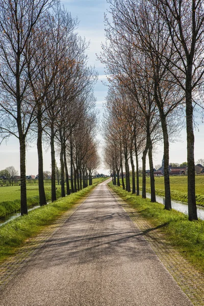 Hollanda'da bisiklet yolu.