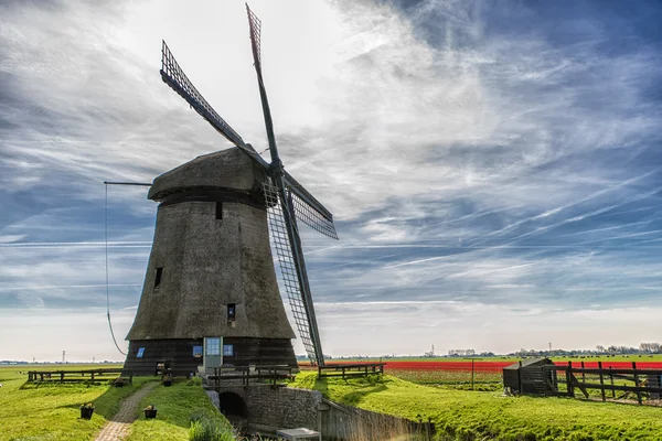 Windmills and tulips — Stock Photo, Image