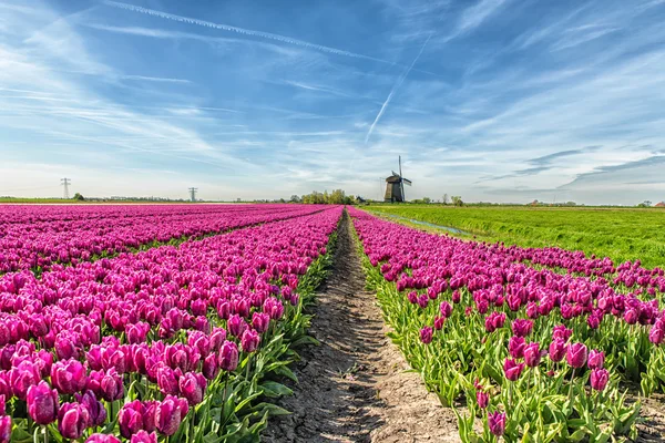 Lale ve yel değirmeni