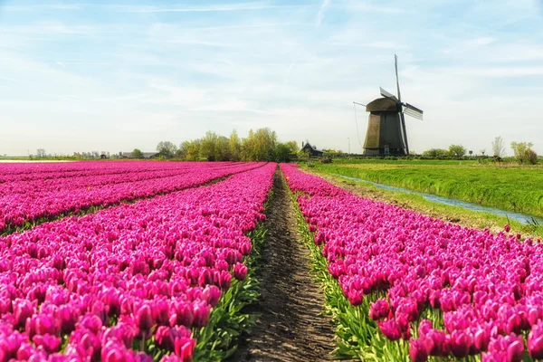 Lale ve yel değirmeni