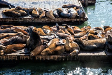 Kaliforniya deniz aslanları (Zalophus californianus)