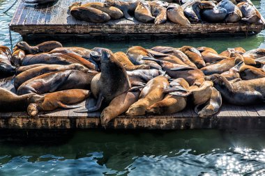 Kaliforniya deniz aslanları (Zalophus californianus)