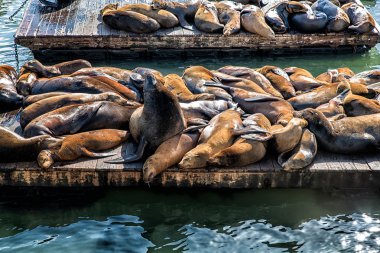 Kaliforniya deniz aslanları (Zalophus californianus)