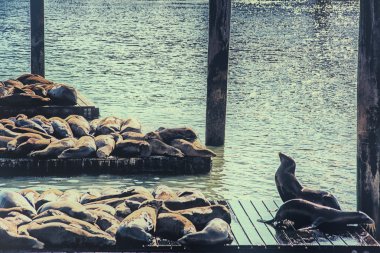 İlk deniz aslanları dışarı Pier 39, sayıları artan çekme, 1989'da görünen. Şimdi deniz memeli Merkezi tarafından izlenen.