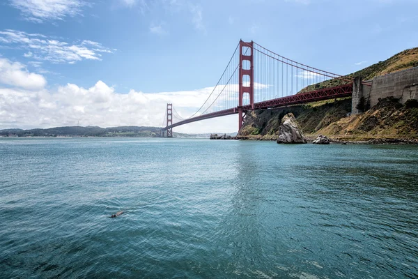 Puente Golden Gate San Francisco Con León Marino Nadando — Foto de Stock