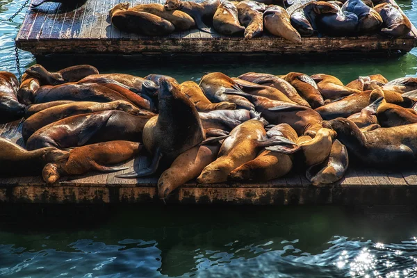 Leões do mar da Califórnia (Zalophus californianus ) — Fotografia de Stock