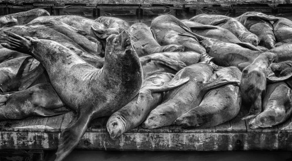 California Sea Lions (Zalophus californianus)