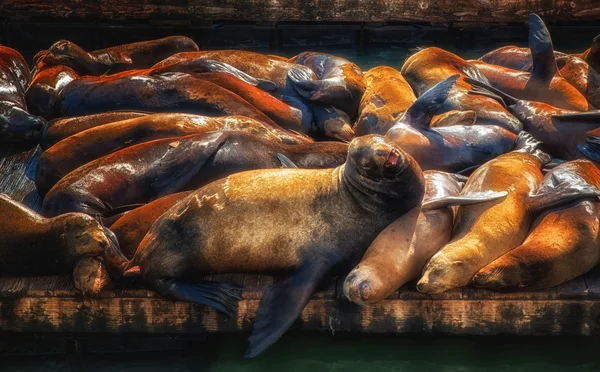 Leones marinos en el muelle 39 — Foto de Stock