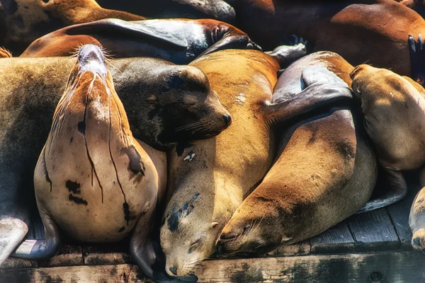 Leões Marinhos Califórnia Zalophus Californianus Cais Cais Dos Pescadores Porto — Fotografia de Stock