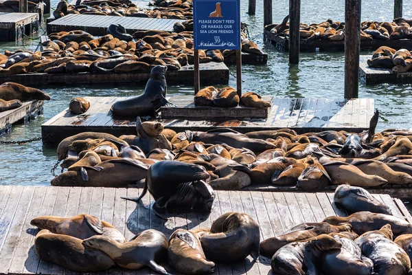 California Sea Lions (Zalophus californianus) on Pier 39, Fisherman\'s Wharf, harbour, San Francisco, California