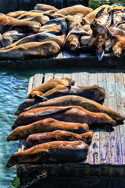 海のライオンが ますます多くのピア で運搬して 1989 年に登場 海洋哺乳動物センターで監視 — ストック写真