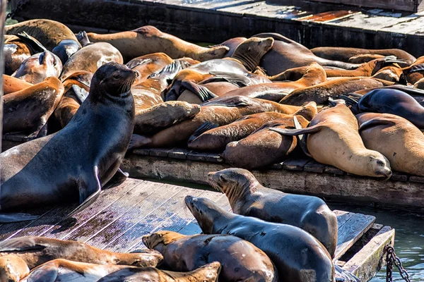 海のライオンが ますます多くのピア で運搬して 1989 年に登場 海洋哺乳動物センターで監視 — ストック写真