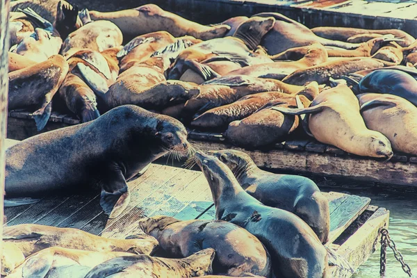 Aparecendo Pela Primeira Vez 1989 Leões Marinhos Têm Vindo Arrastar — Fotografia de Stock