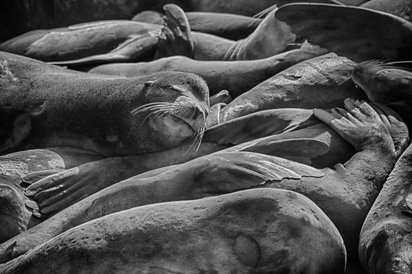 Aparecendo Pela Primeira Vez 1989 Leões Marinhos Têm Vindo Arrastar — Fotografia de Stock