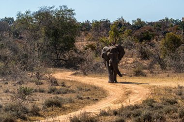 African elephant, Loxodonta africana africana, Welgevonden Game Reserve, South Africa clipart