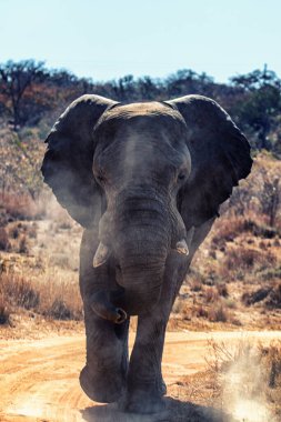 Afrika fili (Loxodonta africana), boğa fili saldırıyor,