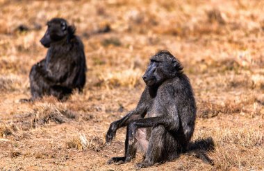 Sıcak ışıkta yerde oturan Chacma Babunu..