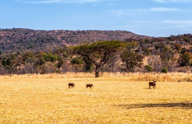 Çevresinde yaban domuzları olan bir Akasya ağacının manzarası.