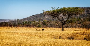 Çevresinde yaban domuzları olan bir Akasya ağacının manzarası.