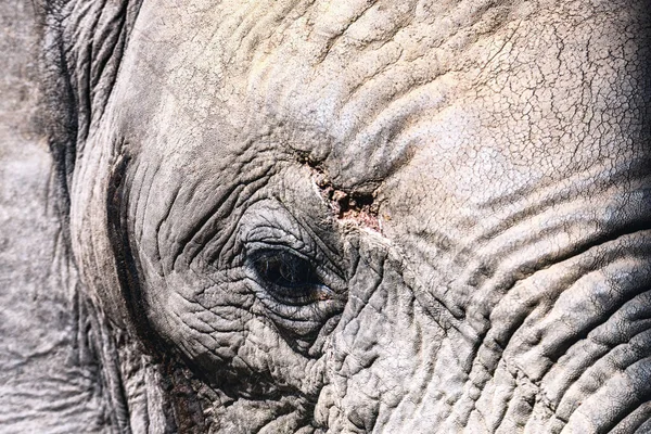 Close Adulto Elefante Africano Loxodonta Parte Popular Big Five — Fotografia de Stock