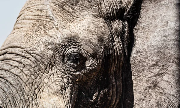 Primer Plano Una Cabeza Elefante Reserva Caza Welgevonden Sudáfrica — Foto de Stock