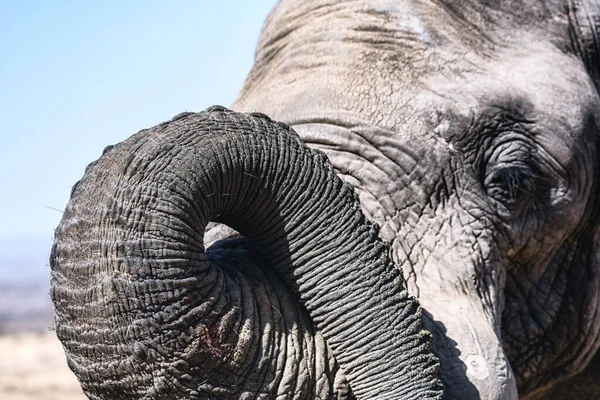 Close Elephant Head Welgevonden Game Reserve South Africa — Stock Photo, Image