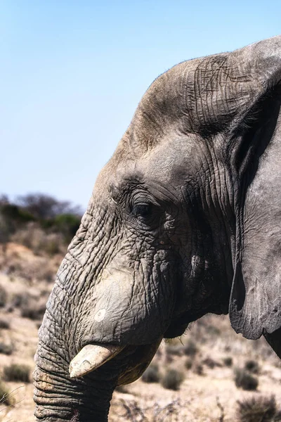 Close Elephant Head Welgevonden Game Reserve South Africa — Stock Photo, Image